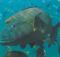 Fairey Reef - Accommodation Gold Coast