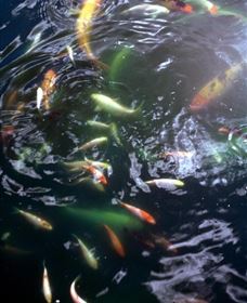 Wellington Osawano Japanese Gardens - Accommodation Gold Coast 2