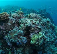 Manta Ray Drop Off Dive Site - Accommodation Gold Coast