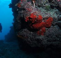 Stepping Stones Dive Site - Accommodation Gold Coast