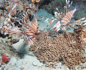 Lighthouse Bommie Dive Site - 1 Gold Coast 3