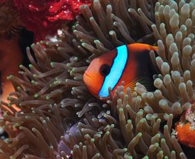 Lighthouse Bommie Dive Site - 1 Gold Coast 2