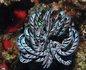 Lighthouse Bommie Dive Site - 1 Gold Coast 1