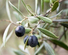 Wollundry Grove Olives - Accommodation Gold Coast 2