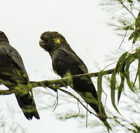 Conimbla National Park - Accommodation Gold Coast