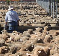 Livestock Marketing Centre - Gold Coast 4U