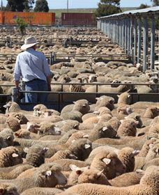 Livestock Marketing Centre - Accommodation Gold Coast 0