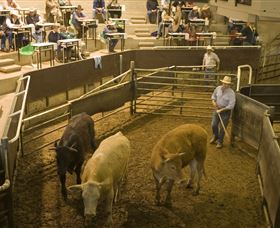 Livestock Marketing Centre - Accommodation Gold Coast 1
