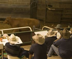 Livestock Marketing Centre - Accommodation Gold Coast 2