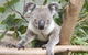 The Rockhampton Zoo - thumb 1