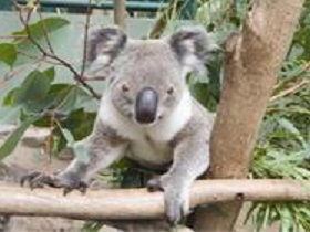 The Rockhampton Zoo - Accommodation Gold Coast 1