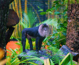 The Rockhampton Zoo - Accommodation Gold Coast 3