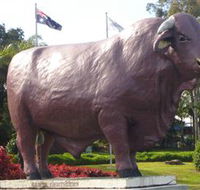 Rockhampton Bull Statues - Accommodation Gold Coast