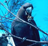 Mount Archer National Park - Accommodation Gold Coast
