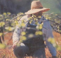 Canobolas Smith Winery - Accommodation Gold Coast