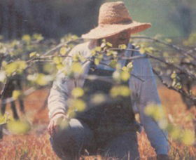 Canobolas Smith Winery - Gold Coast 4U 0