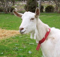 Dunkell Goats - Accommodation Gold Coast