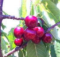 Ballinaclash Orchard and Cellar Door - Accommodation Gold Coast