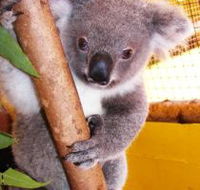 Cooberrie Park Wildlife Sanctuary - Accommodation Gold Coast