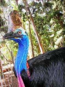 Cooberrie Park Wildlife Sanctuary - 1 Gold Coast 1