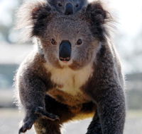 Koalas in Gunnedah - Accommodation Gold Coast