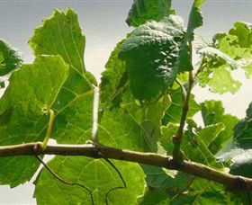 Angullong Wines - Accommodation Gold Coast 1