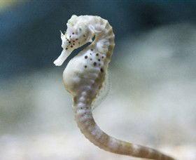 SEA LIFE Melbourne Aquarium - Accommodation Gold Coast 0