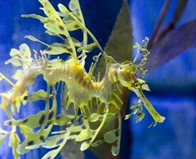 SEA LIFE Melbourne Aquarium - Accommodation Gold Coast 1