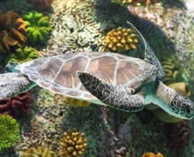 SEA LIFE Melbourne Aquarium - Accommodation Gold Coast 5