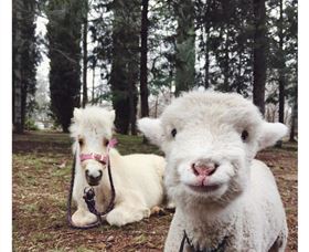 Yarralumla Play Station - 1 Gold Coast 1