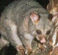 Moondarra State Park - Accommodation Gold Coast