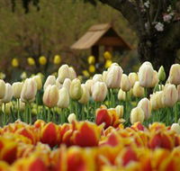 Tulip Top Gardens - Accommodation Gold Coast