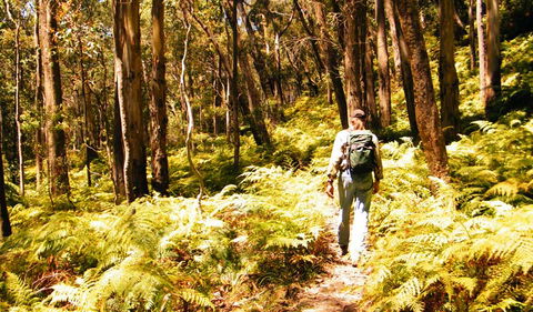 Federal Pass - Accommodation Gold Coast 0