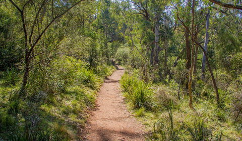 Mares Forest Creek Walking Track - Accommodation Gold Coast 0