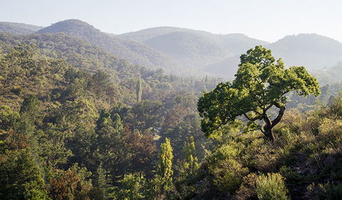 Mares Forest Creek Walking Track - Accommodation Gold Coast 3