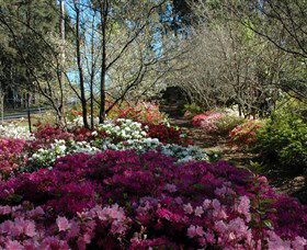 Wildwood Garden - Accommodation Gold Coast 2