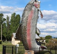Big Trout - Accommodation Gold Coast