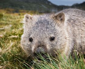 Kosciuszko National Park - Accommodation Gold Coast 1