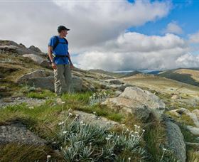 Kosciuszko National Park - Accommodation Gold Coast 3