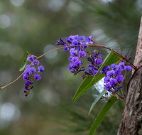 Mann River Nature Reserve - Accommodation Gold Coast