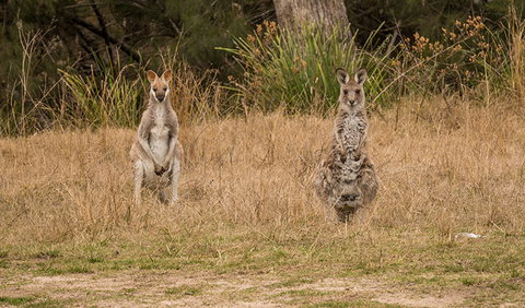 Mann River Nature Reserve - Accommodation Gold Coast 1