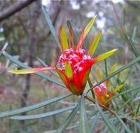 Glenbrook Native Plant Reserve and Nursery - Accommodation Gold Coast