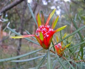 Glenbrook Native Plant Reserve And Nursery - 1 Gold Coast 0