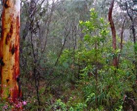 Glenbrook Native Plant Reserve And Nursery - 1 Gold Coast 2