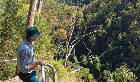 Lyrebird Falls Walking Track - Accommodation Gold Coast 1