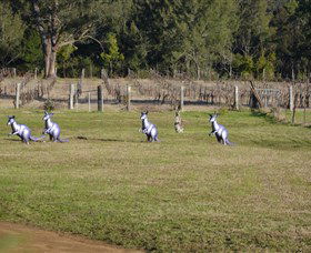 Wollombi Wines - Accommodation Gold Coast 5
