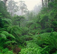 Tarra Bulga National Park - Accommodation Gold Coast