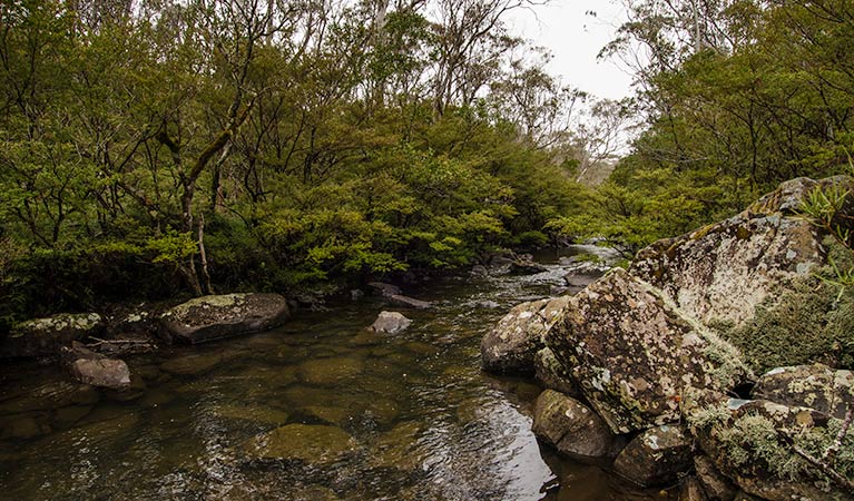 Gloucester Tops NSW Accommodation Gold Coast