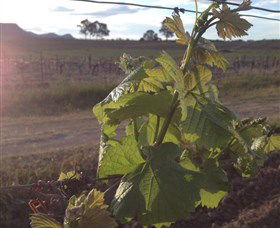 Drayton's Family Wines - Accommodation Gold Coast 1