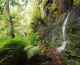 Fairy Bower Falls - 1 Gold Coast 2